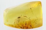 Fossil Winged Scale Insect (Coccoidea) in Baltic Amber #335772-1